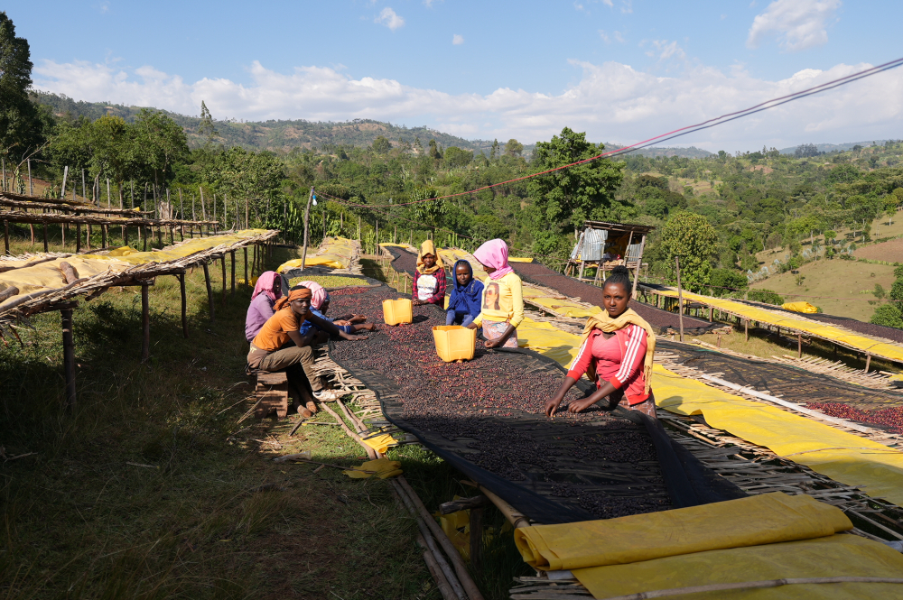 Data prajirii:13.08.2026 Etiopia Rumudamo Washed 250g - Cafea de specialitate DROPSHOT [6]