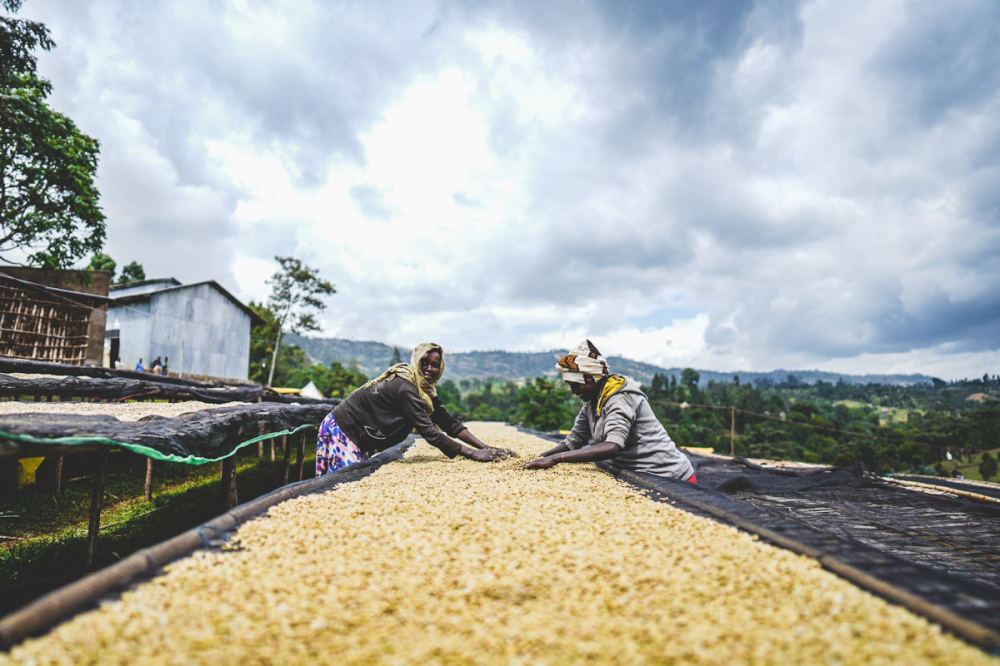 Etiopia Rumudamo Washed 500g - Cafea de specialitate DROPSHOT [5]