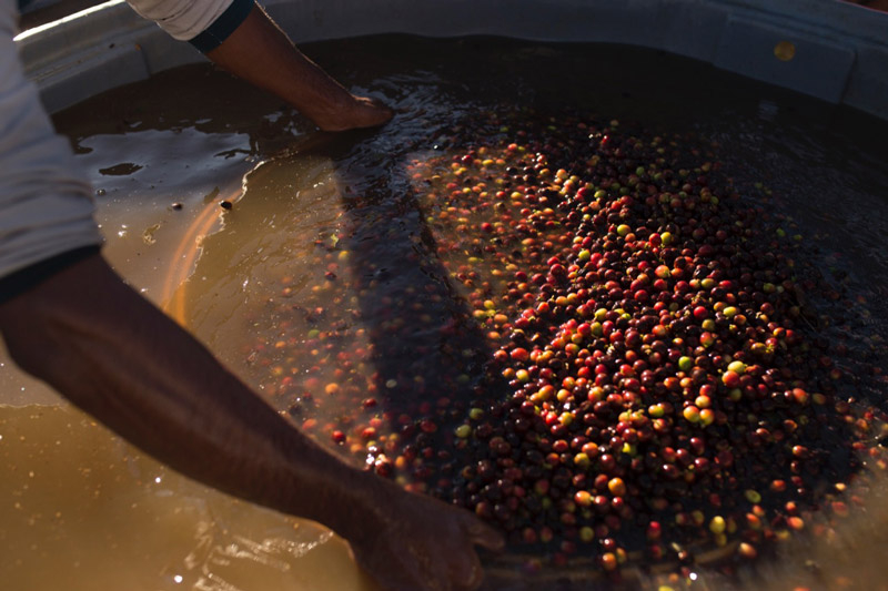 Brazilia Flor De Jasmin 500g - Cafea de specialitate DROPSHOT [5]