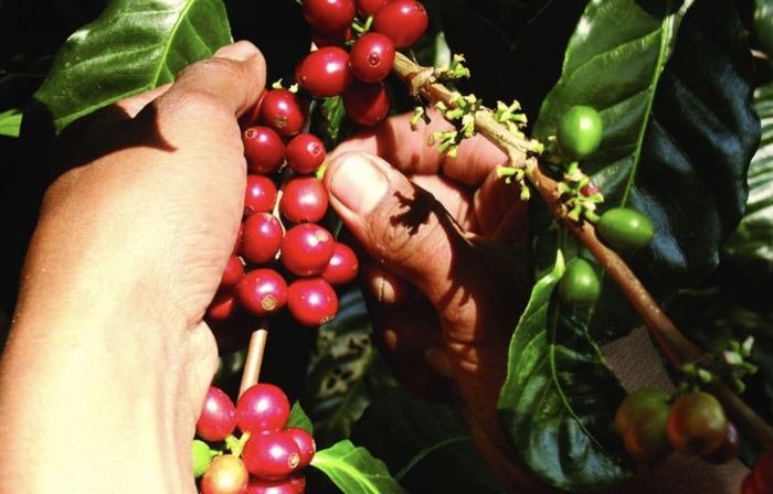Guatemala La Nueva Montana 250G - Cafea de specialitate DROPSHOT [4]