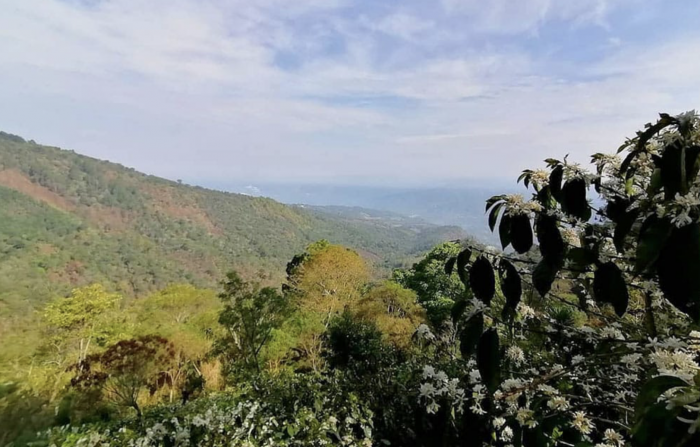 Guatemala La Nueva Montana 250G - Cafea de specialitate DROPSHOT [8]