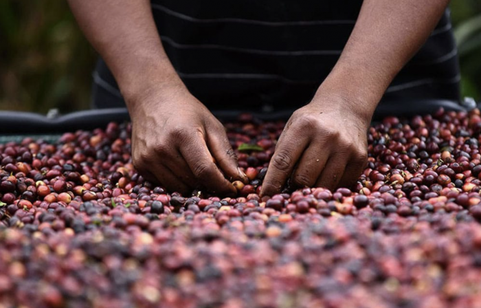 Guatemala La Nueva Montana 1KG - Cafea de specialitate DROPSHOT [6]