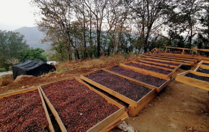 Guatemala La Nueva Montana 250G - Cafea de specialitate DROPSHOT [6]