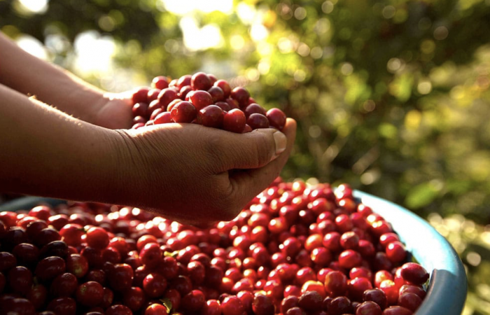 Guatemala La Nueva Montana 250G - Cafea de specialitate DROPSHOT [4]