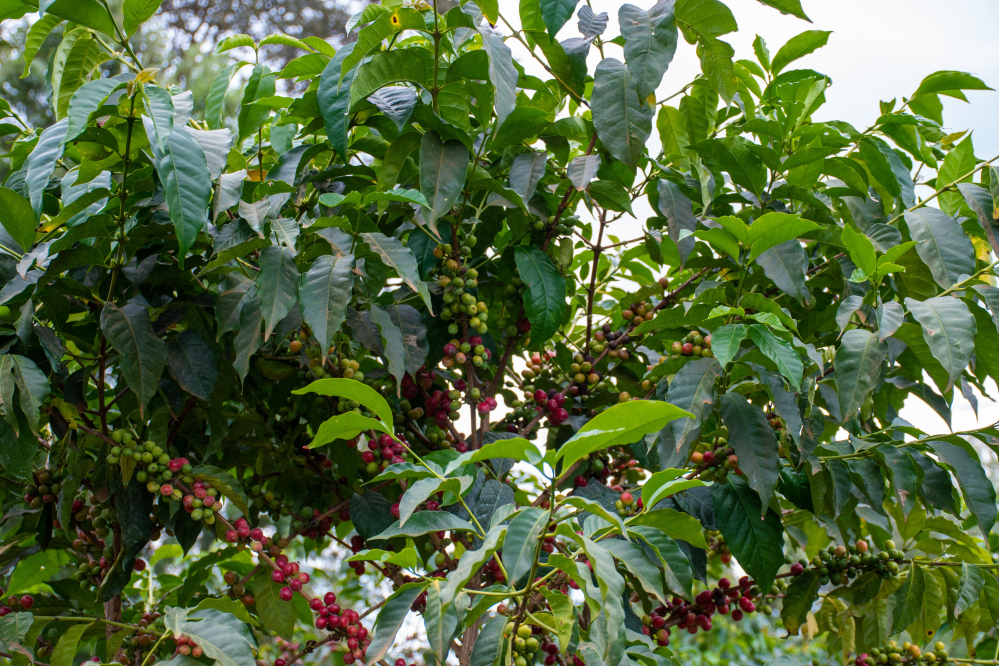 Kenya Tegu Nectarosa - 250g - Cafea de specialitate DROPSHOT [2]