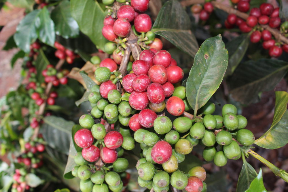 Kenya Tegu Nectarosa - 500g - Cafea de specialitate DROPSHOT [5]