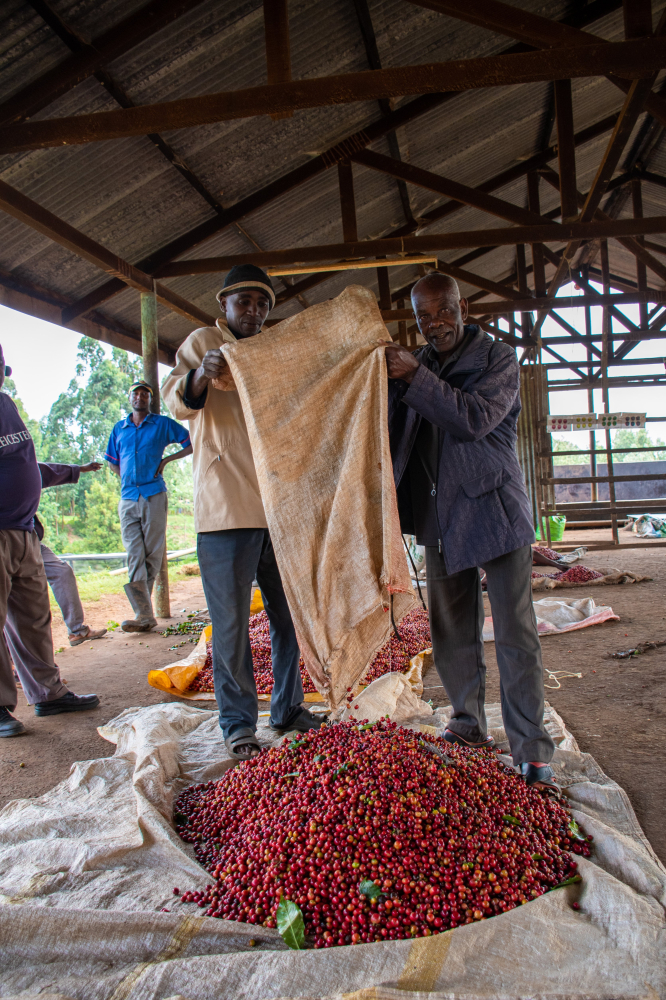 Kenya Tegu Nectarosa - 1kg - Cafea de specialitate DROPSHOT [7]