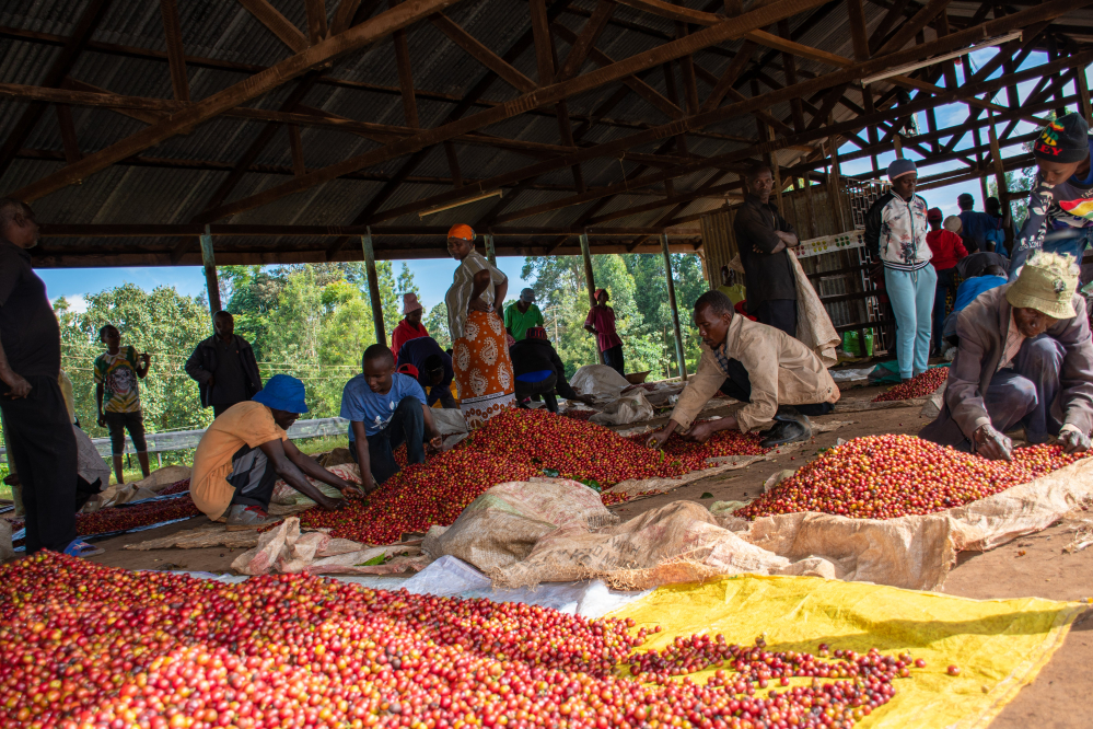 Kenya Tegu Nectarosa - 1kg - Cafea de specialitate DROPSHOT [6]