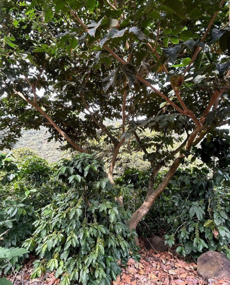 Guatemala La Colina Geisha 500g - Cafea de specialitate DROPSHOT [3]
