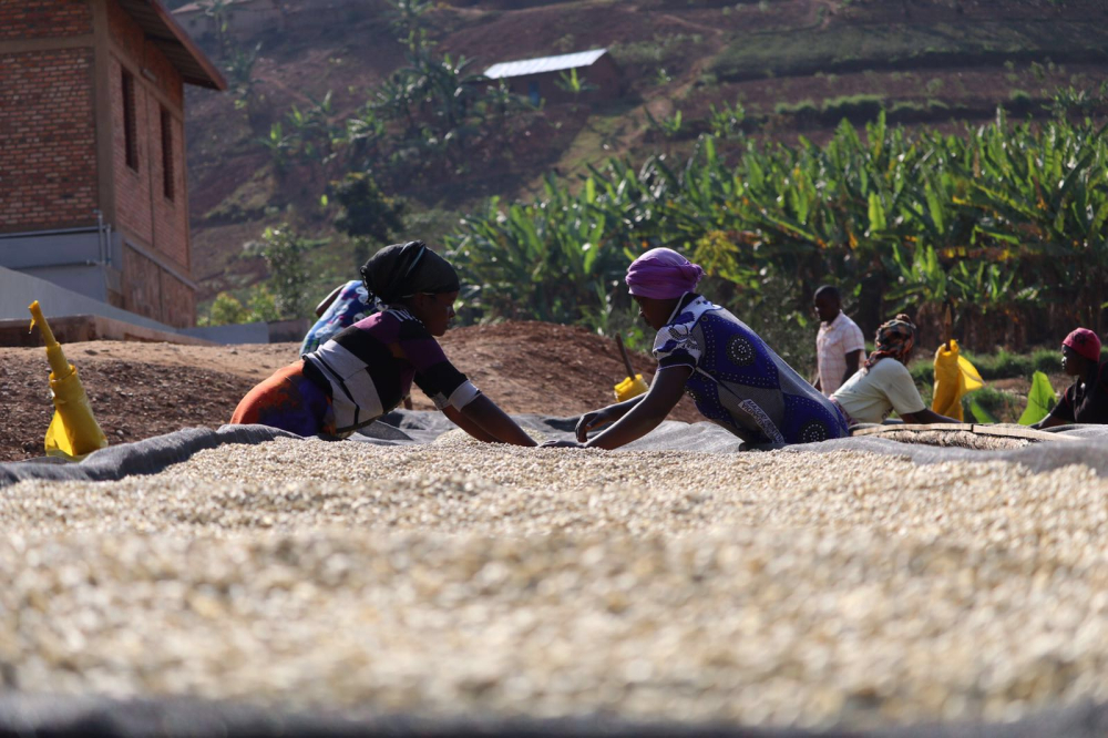 Rwanda Kinini Women 500g - Cafea de specialitate DROPSHOT - Copie [4]