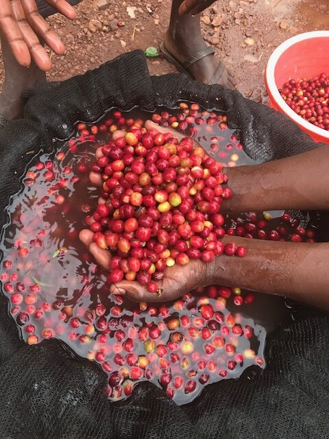 Rwanda Kinini Women 500g - Cafea de specialitate DROPSHOT - Copie [7]
