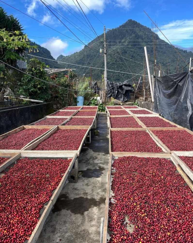 Guatemala Las Gardenias 1kg - Cafea de specialitate DROPSHOT [4]