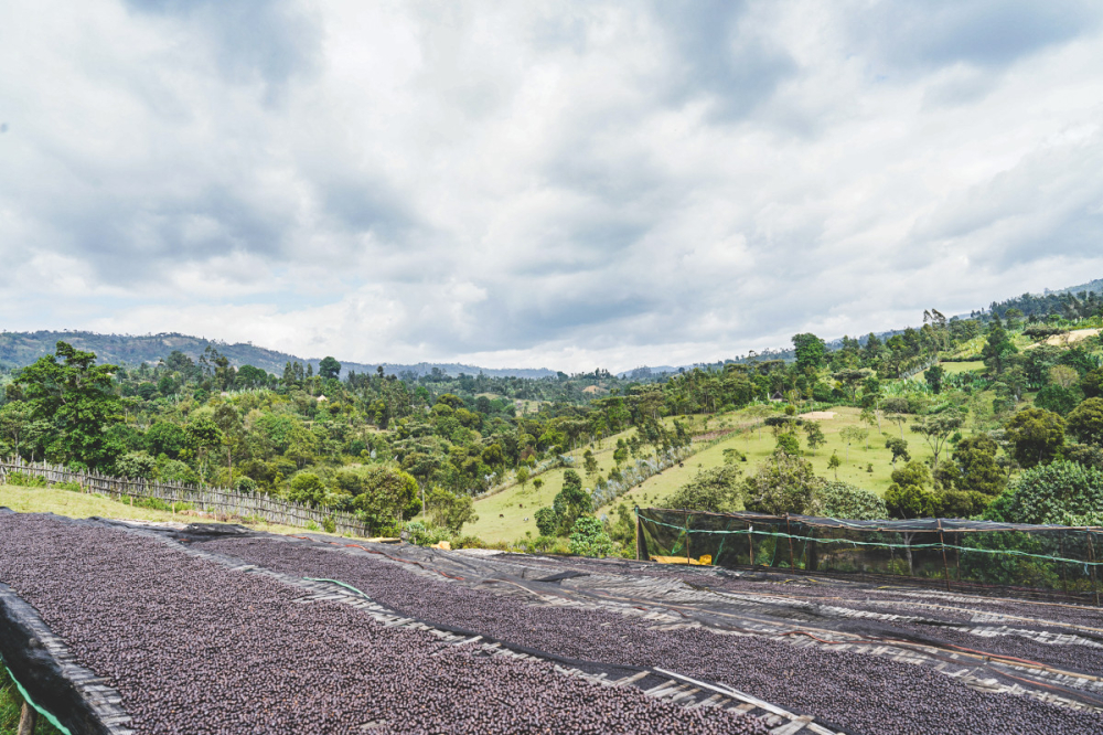 Etiopia Natural Rumudamo 250g - Cafea de specialitate DROPSHOT [5]