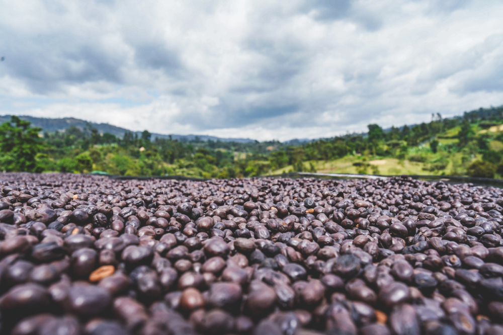 Etiopia Natural Rumudamo 500g - Cafea de specialitate DROPSHOT [6]