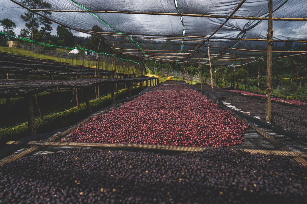 Etiopia Natural Rumudamo 500g - Cafea de specialitate DROPSHOT [4]