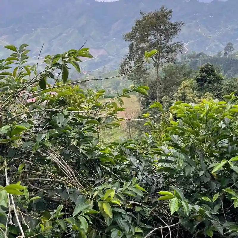 Columbia Geisha Ducuara 1kg - Cafea de specialitate DROPSHOT [5]