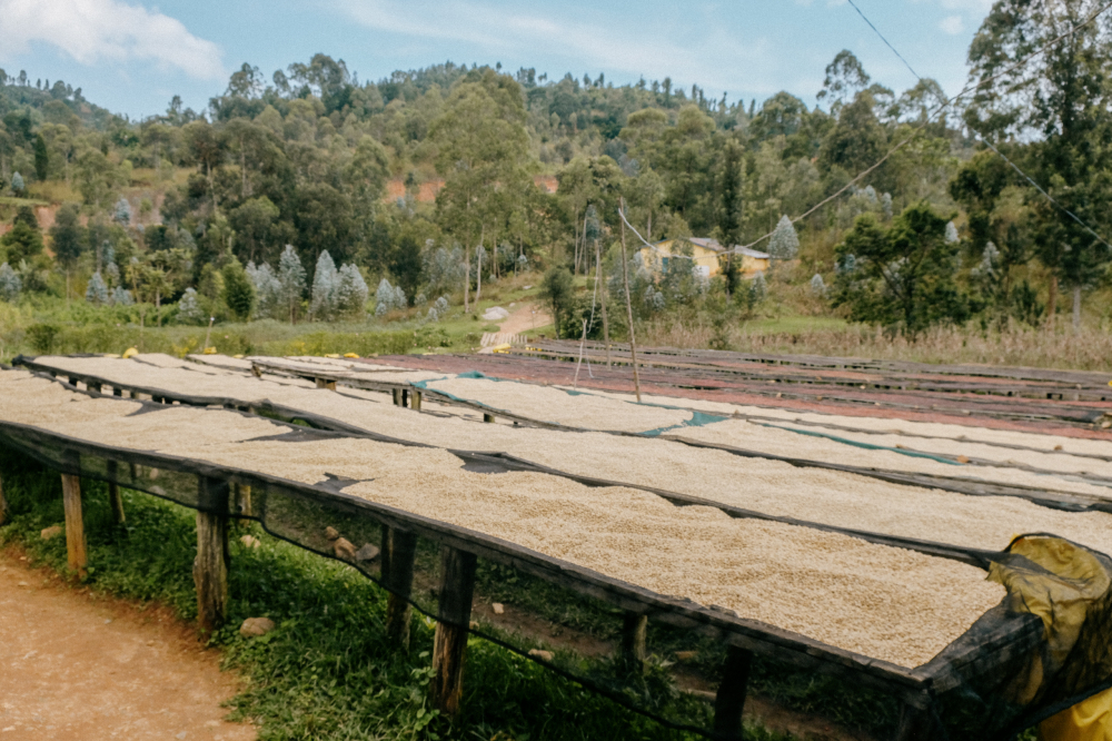 Rwanda Karambi Mountain 1kg - Cafea de specialitate DROPSHOT [5]
