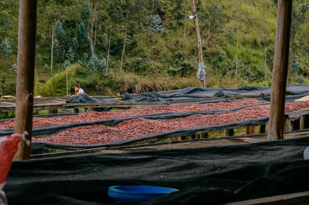 Rwanda Karambi Mountain 1kg - Cafea de specialitate DROPSHOT [4]