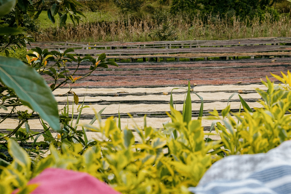 Rwanda Karambi Mountain 1kg - Cafea de specialitate DROPSHOT [6]