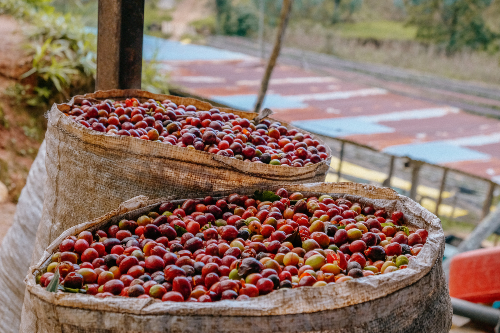 Rwanda Karambi Mountain 1kg - Cafea de specialitate DROPSHOT [3]