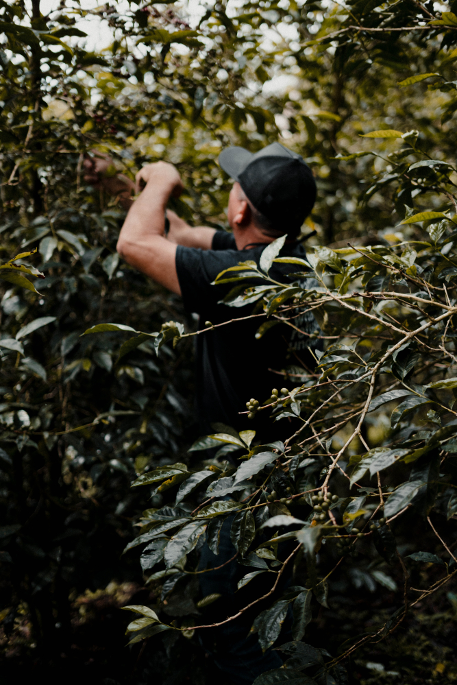 Panama Hachi Geisha Asaka 125g - Cafea de specialitate DROPSHOT [5]