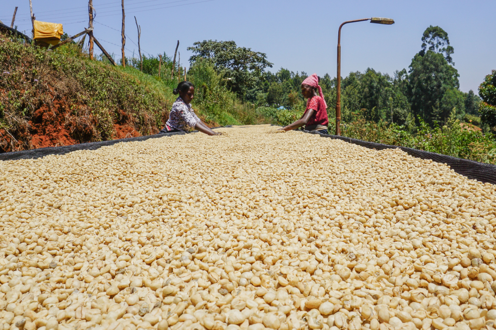 Kenya Karimi Bergamora 1kg - Cafea de specialitate DROPSHOT [3]