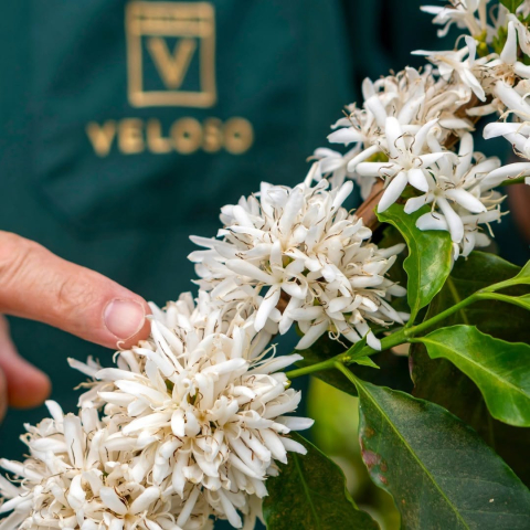 Brazilia Yellow Icatu 1kg - Cafea de specialitate DROPSHOT [7]