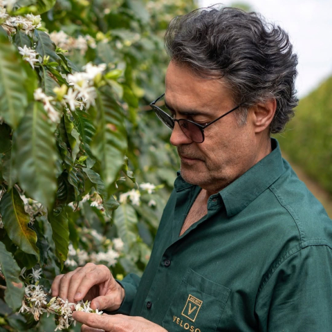 Brazilia Yellow Icatu 1kg - Cafea de specialitate DROPSHOT [1]