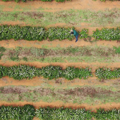 Brazilia Yellow Icatu 500g - Cafea de specialitate DROPSHOT [4]