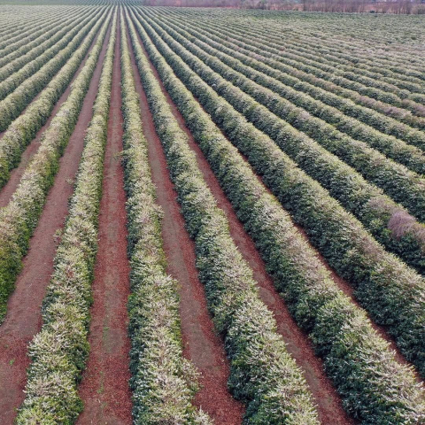 Brazilia Yellow Icatu 500g - Cafea de specialitate DROPSHOT [5]