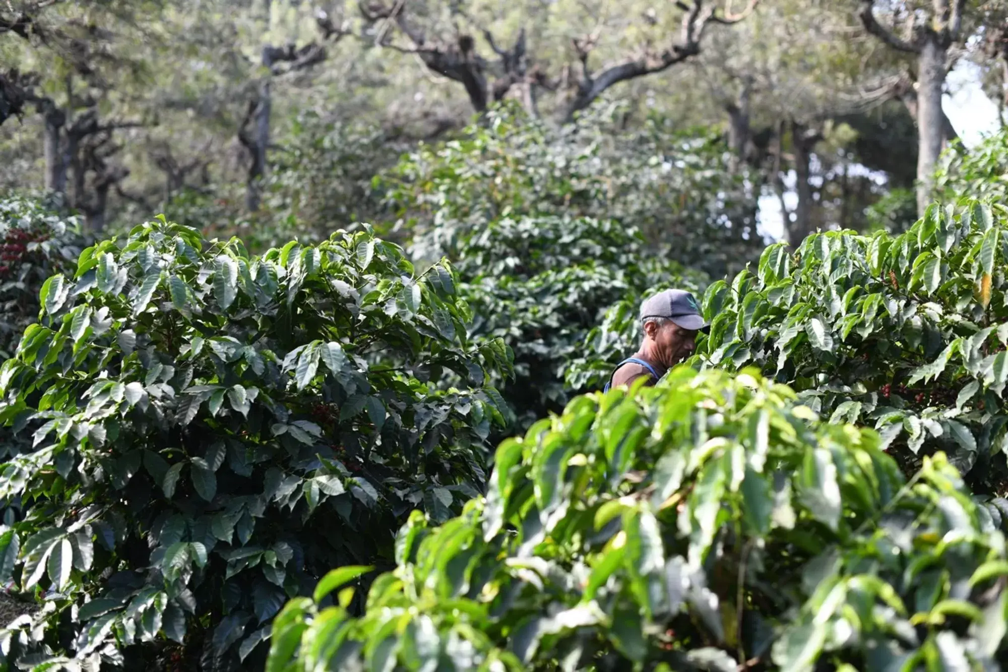 Guatemala Calma Antigua 250g - Cafea de specialitate DROPSHOT [2]