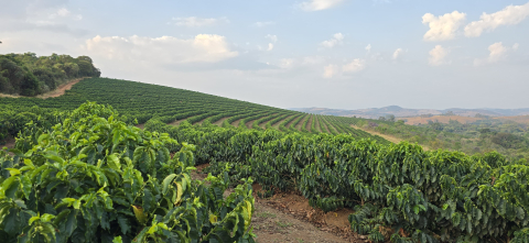 Brazilia Passiflora Guariroba 500g - Cafea de specialitate DROPSHOT [3]