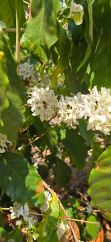 Brazilia Passiflora Guariroba 500g - Cafea de specialitate DROPSHOT [5]