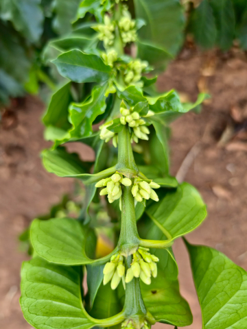 Brazilia Passiflora Guariroba 250g - Cafea de specialitate DROPSHOT [2]