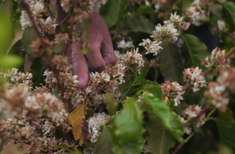 Brazilia Bossa Nova 1kg - Cafea de specialitate DROPSHOT [1]