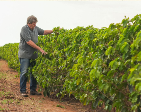 Brazilia Bossa Nova 250g - Cafea de specialitate DROPSHOT [3]