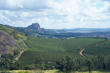 Brazilia Hermanos da Pedra Grande 500g - Cafea de specialitate Origine [3]