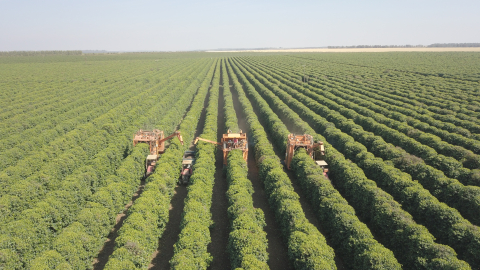 Brazilia Sao Pedro Catucai 1kg - Cafea de specialitate DROPSHOT [1]