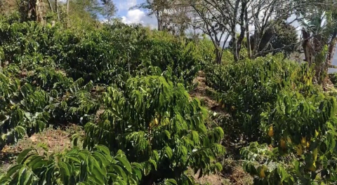 Columbia Wilson Janamejoy Geisha Special Auction Lot 1kg - Cafea de specialitate DROPSHOT [1]