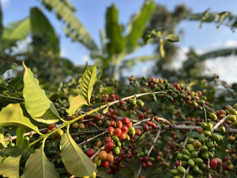 Burundi Kayanza Citradora 500g - Cafea de specialitate DROPSHOT [4]