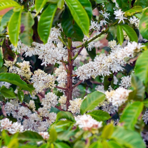 Brazilia Placer Rrojo 500g - Cafea de specialitate DROPSHOT [5]