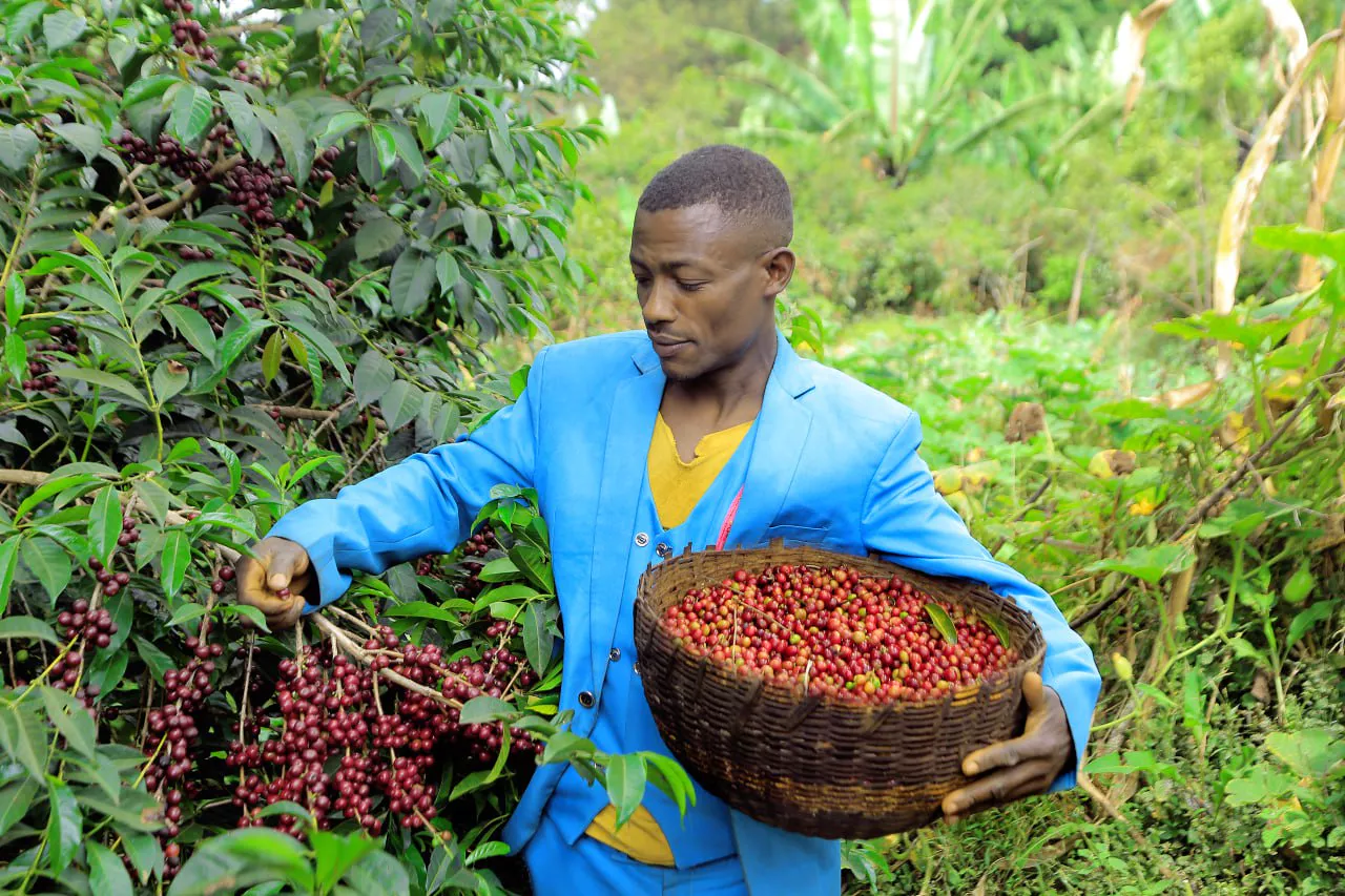 Etiopia Banko Chelchele 250g - Cafea de specialitate DROPSHOT [3]
