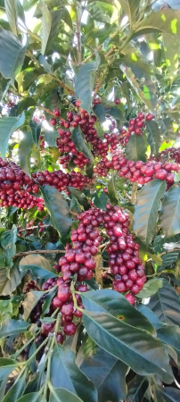 Data prajirii:30.07.2026 Costa Rica EL Rayo 250g - Cafea de specialitate DROPSHOT [6]