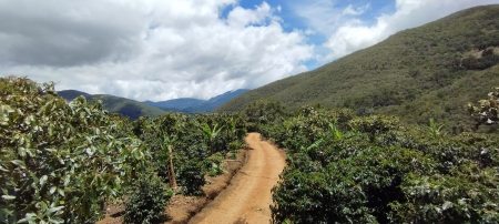 Costa Rica EL Rayo 1kg - Cafea de specialitate DROPSHOT [3]