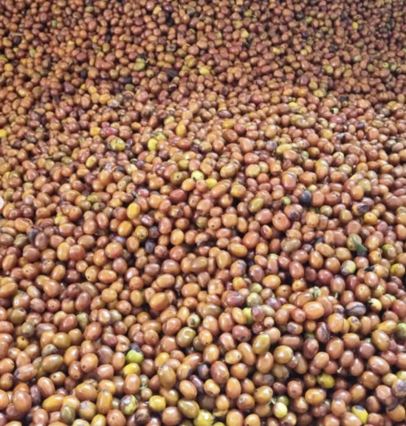 Columbia Cherry Drops 500g - Cafea de specialitate DROPSHOT [4]