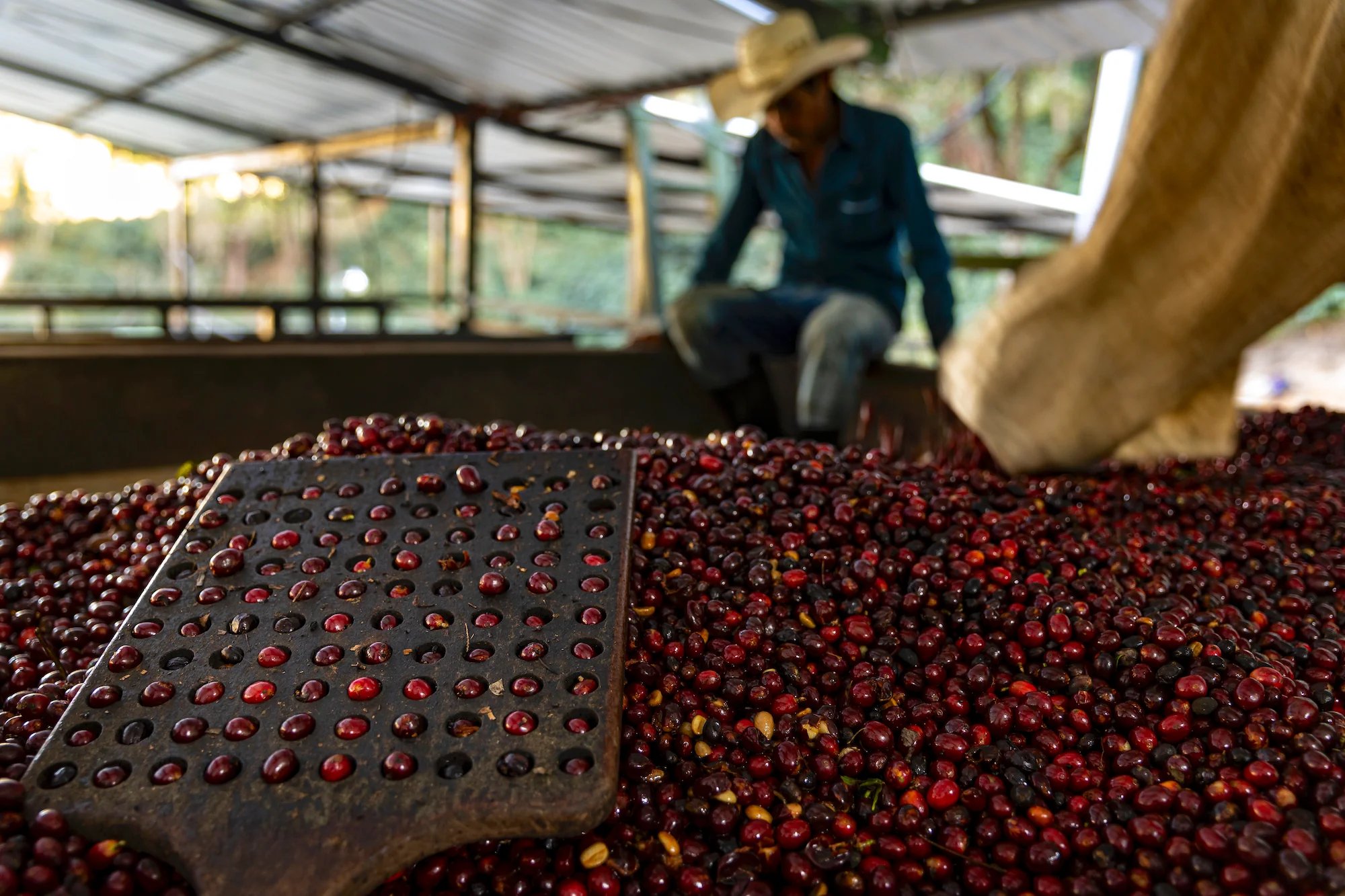 Guatemala Geisha El Socorro 1kg - Cafea de specialitate DROPSHOT [2]