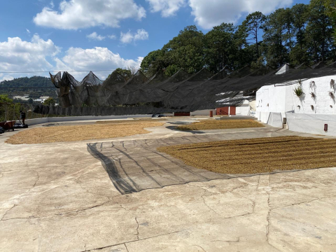 Guatemala Geisha San Jose Ocana 500G - Cafea de specialitate DROPSHOT [4]