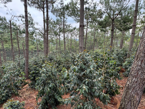 Guatemala Geisha San Jose Ocana 1kg - Cafea de specialitate DROPSHOT [4]