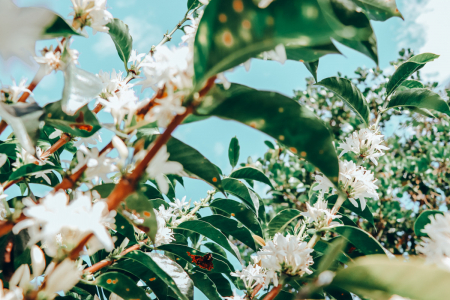 Columbia Tiramisu Cake 1kg - Cafea de specialitate DROPSHOT [5]