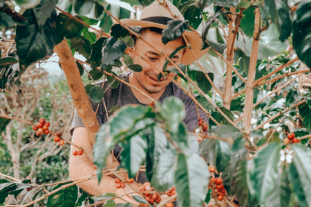 Columbia Tiramisu Cake 1kg - Cafea de specialitate DROPSHOT [2]